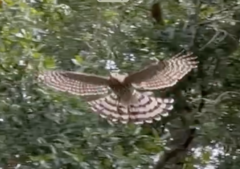 Accipiter cooperii