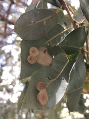 Paracraspis patelloides