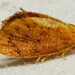 Red-eyed Button Slug Moth - Photo (c) Rose A. Payne, some rights reserved (CC BY-NC), uploaded by Rose A. Payne