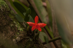 Cattleya coccinea