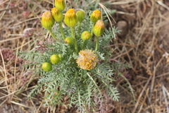 Senecio jarae