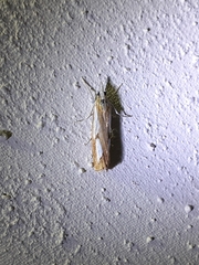Catoptria pinella