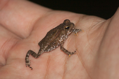 Rhinella icterica