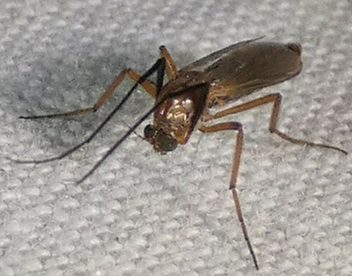 Glyptotendipes testaceus photo 2