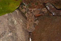 Rhinella icterica
