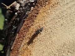 Neoclytus muricatulus