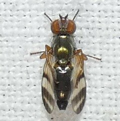 Chaetopsis fulvifrons