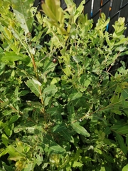 Popillia japonica