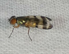 Chaetopsis fulvifrons