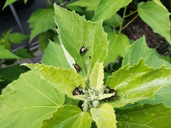 Popillia japonica