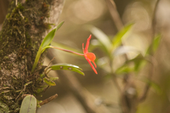 Cattleya coccinea