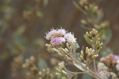 Vernonanthura squamulosa