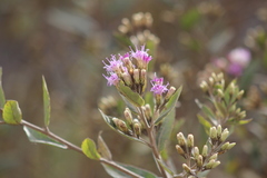 Vernonanthura squamulosa