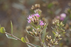 Vernonanthura squamulosa