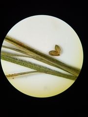 Carex hirsutella
