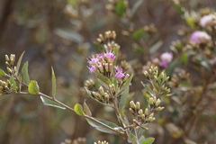 Vernonanthura squamulosa