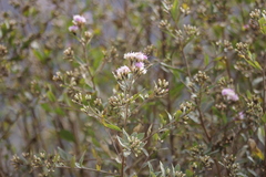 Vernonanthura squamulosa