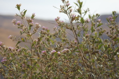 Vernonanthura squamulosa