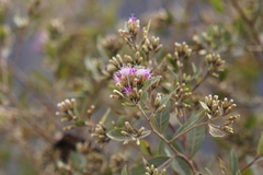 Vernonanthura squamulosa