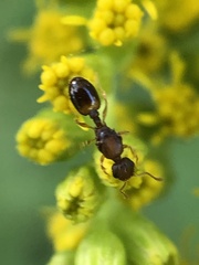 Temnothorax duloticus