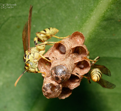 Mischocyttarus basimacula
