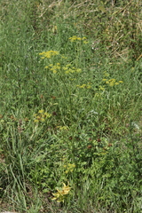Pastinaca sativa