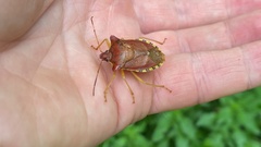 Pentatoma semiannulata