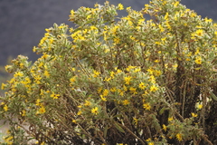 Senecio crepidifolius