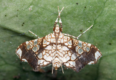 Sisyracera subulalis