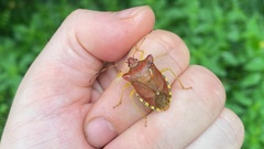 Pentatoma semiannulata