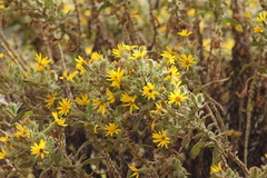 Senecio crepidifolius