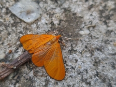 Eudulophasia