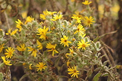 Senecio crepidifolius