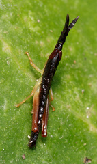 Leptysminae