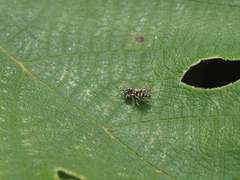 Oxybelus nipponicus formosus