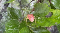 Pentatoma semiannulata