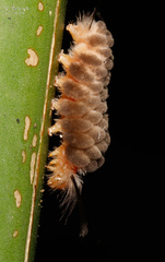 Gymnelia