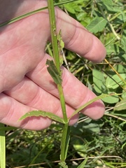 Physostegia angustifolia