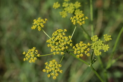 Pastinaca sativa