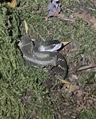 iNaturalist observation photo of Northern Pacific Rattlesnake
