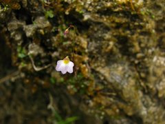 Utricularia striatula