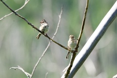 Spizella pallida
