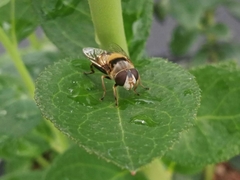 Eristalina