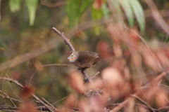 Phacellodomus maculipectus