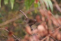 Phacellodomus maculipectus