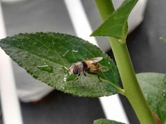 Eristalina