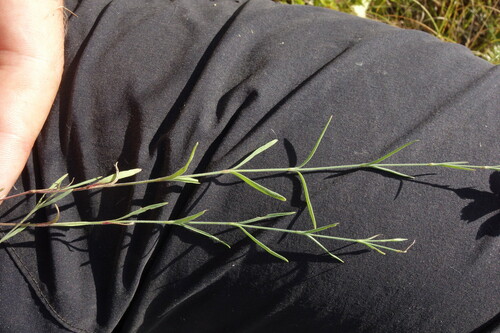 Image of Dianthus campestris by (c) Aleksei Baushev, some rights reserved (CC BY)