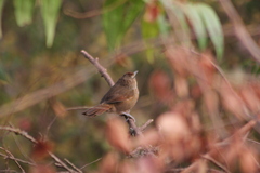 Phacellodomus maculipectus