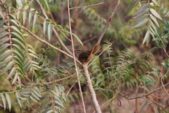 Phacellodomus maculipectus