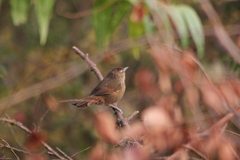 Phacellodomus maculipectus